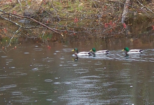 These mallards are swimming on Pickerel Pond.